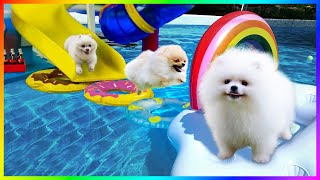 Cuteness Reloaded: Top 10 Funny Pomeranian Puppy Videos 😍🐶 Pet Mini #390 by Pets Mini 977 views 7 months ago 8 minutes, 49 seconds