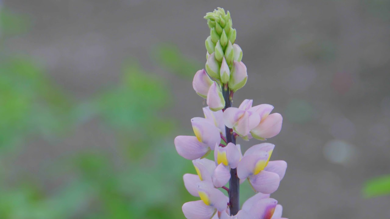 7 Andean Lupin At The Breeding Company Vandinter Semo YouTube