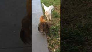 Celebrity Baby Easter egger chickens turn 8 weeks old (two months) Wealth