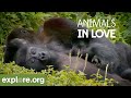 Animals IN LOVE | Happy...