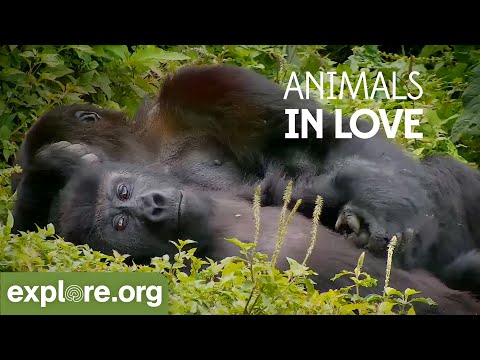 Video: Pro Valentýna, zvířata Podíl příběhy lásky, náklonnosti a romantiky