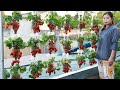 Incroyable des bouteilles en plastique transformes en un jardin rempli de fraises
