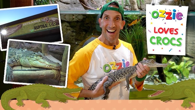 Alligators Vs Crocodiles: The 7 Differences - The Fact Site