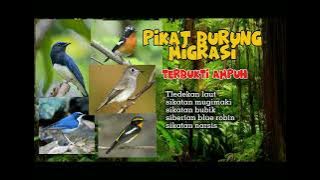 PIKAT BURUNG MIGRASI || DIJAMIN AMPUH | SUDAH TERBUKTI ❗️