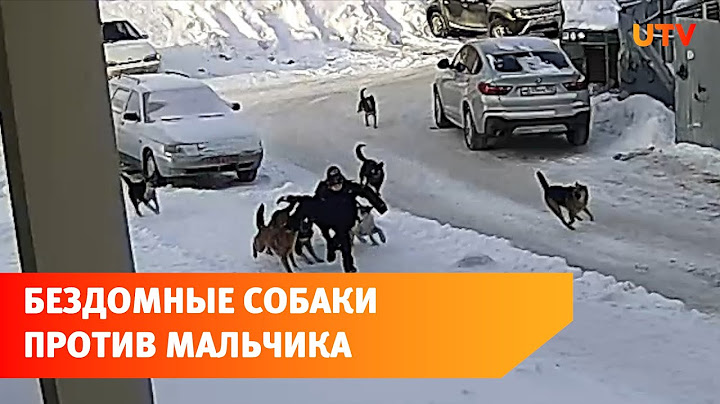 В центре Уфы 10 собак накинулись на мальчика