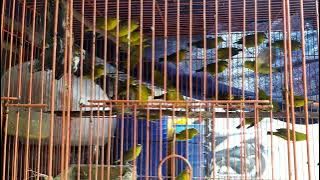 ombyokan pleci dakun plavus