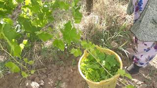 Üzüm yaprağı pratik nasıl toplanir Manisa Turgutlu