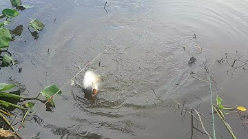 Nhịp Sống Miền Tây | Câu cá tra sông cái bé, cực hấp dẫn từ đầu đến cuối