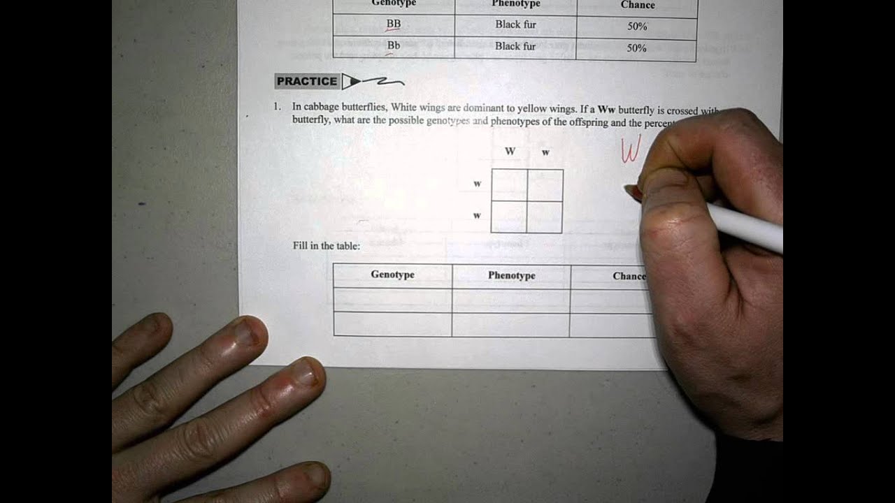 More Punnett Square Practice Problems Regarding Punnett Square Practice Problems Worksheet