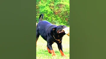 قبل شراء كلاب الروت وايلر لازم تعرف 5 حاجات Rottweiler 