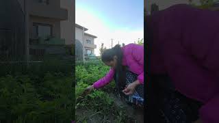 strawberry 🍓 harvest 2026 #garden #harvest