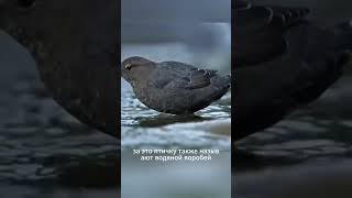 Это чудо!!! Водяной воробей-подводный охотник! #птицы #животные #природа #животныемира