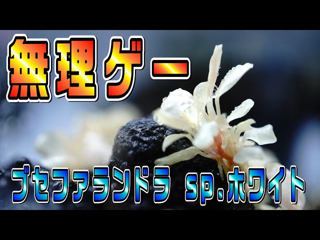 Bucephalandra] Trying to raise the rumored white Bucephalandra