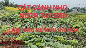 CẮT CÀNH NHO NGÓN TAY ĐEN KHÔNG HẠT! CẮT CÀNH CHO CÂY NHO RA HOA, TRÁI.... Zalo: 0986943566