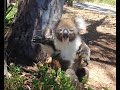 Koala gets kicked out of tree and cries