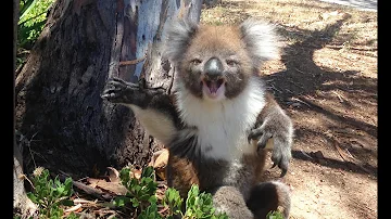 Dove si attaccano i koala?