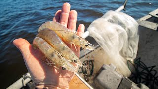 Cast Netting GIANT SHRIMP in the RIVER! Catch Clean Cook!