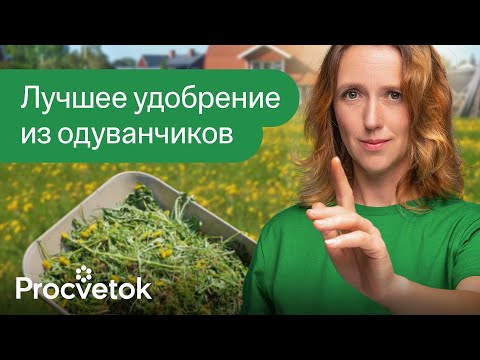 Только не кладите одуванчики в компост пока не посмотрите это видео! Лучшее удобрение из одуванчиков