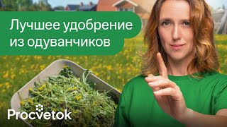 картинка: ТОЛЬКО НЕ КЛАДИТЕ ОДУВАНЧИКИ В КОМПОСТ пока не посмотрите это видео! Лучшее удобрение из одуванчиков