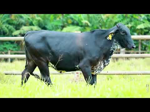 LOTE 31 - REM1071 - Novilha Girolando 1/2 HOL + 1/2 GIR à venda à venda no 12º GIR E GIROLANDO