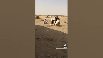 ود الخاويه شعر نضيف 
