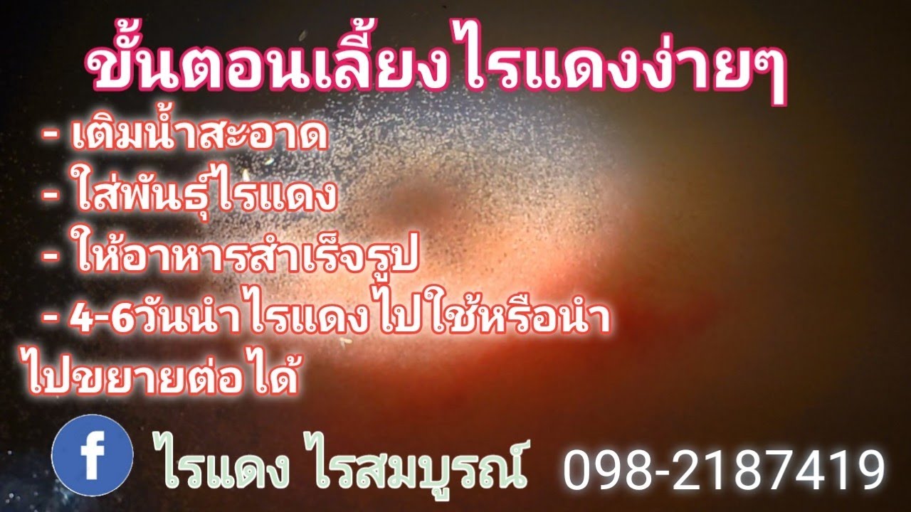 #เลี้ยงไรแดง4วันบูม#ไรแดงน้ำใส#ไม่ต้องทำน้ำเขียว#ไม่ต้องเปลี่ยนน้ำ