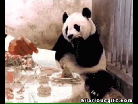 sneezing panda