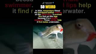 The Fish That Refuses To Swim