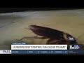 Pest control calls surge 50% in Las Vegas due to heat
