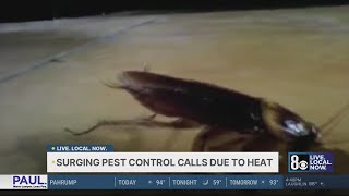 Pest Control Calls Surge 50% In Las Vegas Due To Heat