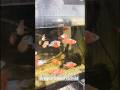 DragonBlood Cichlids Merah