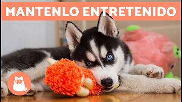 ¿Cómo se entretiene a un perro todo el día?