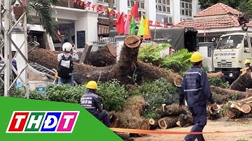TP.HCM: Cây xanh trong trường học ngã đ-è nhiều người bị thương | THDT