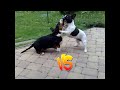 Fero basset hound attacks(playing) french bulldog Laura