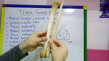 TIBIA PART-1 GENERAL FEATURES BY DR MITESH DAVE