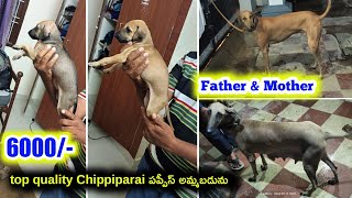 top quality Chippiparai puppies for sale in telugu/ 90590 80363 /aj pets
