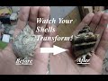 How to Clean Shells Using Muriatic Acid!