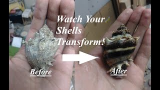 How to Clean Shells Using Muriatic Acid!