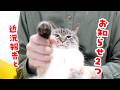 近況報告とお知らせ２つ