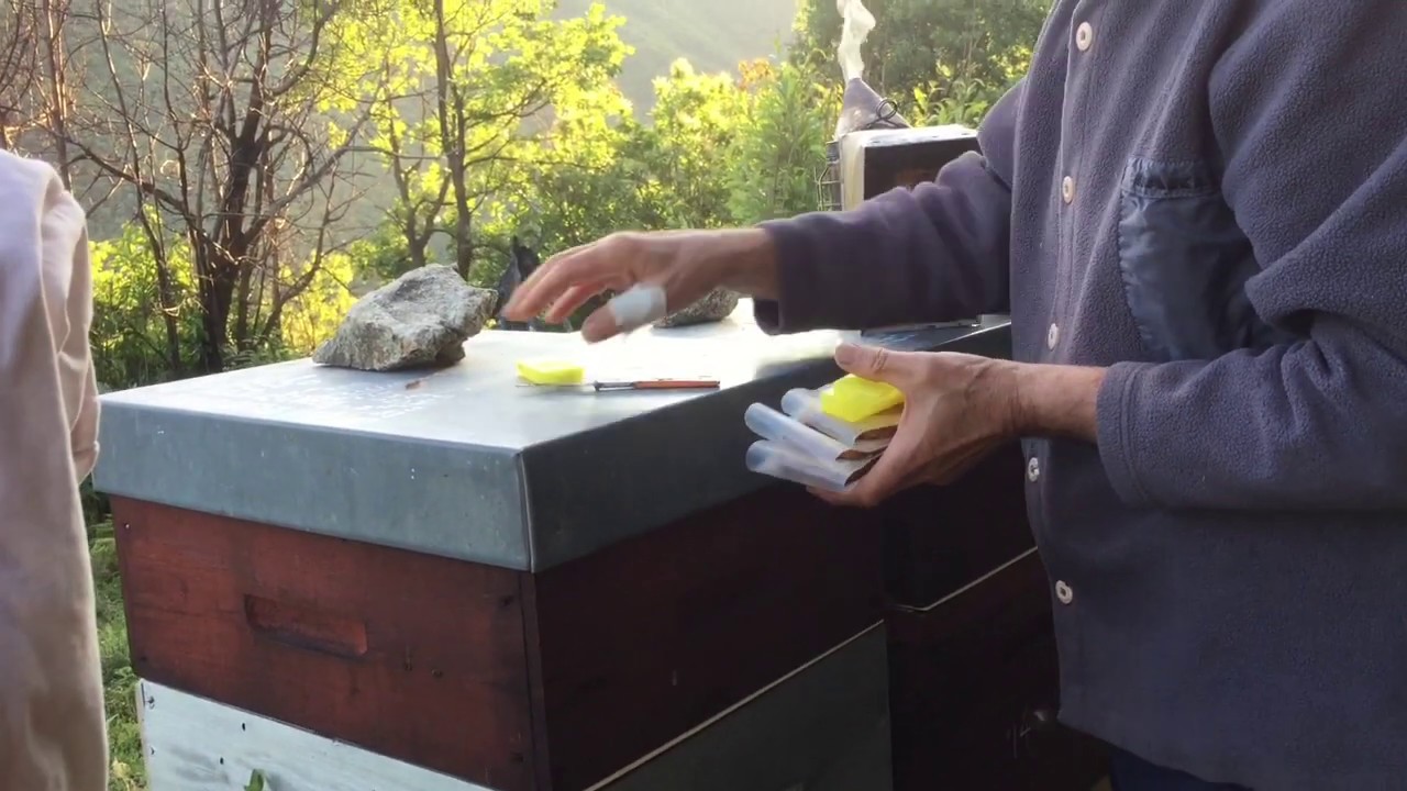 Introduction difficile de reines de haute valeur