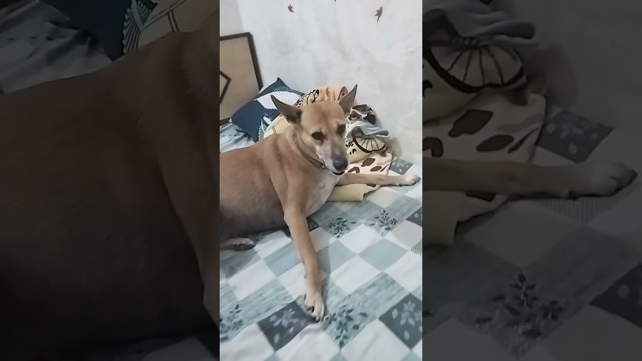 meri jaan❤️❤️❤️❤️❤️
