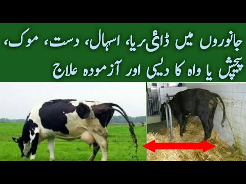 Diarrhoea Treatment for dairy animals جانوروں میں دست،اسہال یا ڈاٸریا کامٶثرترین علاج