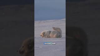 The True Survivor Of The Arctic❗ Resimi