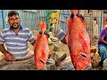 Tomoto Fish Cutting🔪| Master Cutter Mr.Govind Cutting Skill🔪| KF FISH CUTS