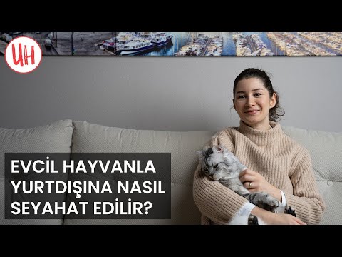 Video: Kabinde Evcil Hayvanlarla İngiltere'ye Uçmak