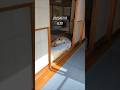 穏やかな朝　 #shiba #柴犬