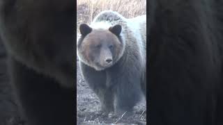 Grizzly bear visits the worksite, south of Grande Prairie, Alberta