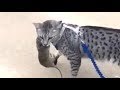 Egyptian Mau Cat Catches Big Mouse : Mau Egipcio の動画、YouTube動画。