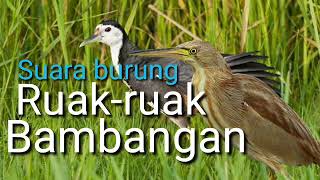 Suara burung Ruak-ruak campuran Bambangan coklat cocok untuk suara pikat.