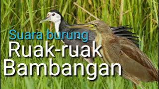 Suara burung Ruak-ruak campuran Bambangan coklat cocok untuk suara pikat.